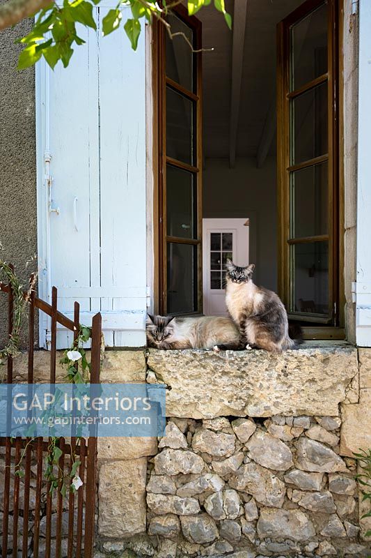 Pet cats relaxing on stone windowsill on exterior of country house, summer.