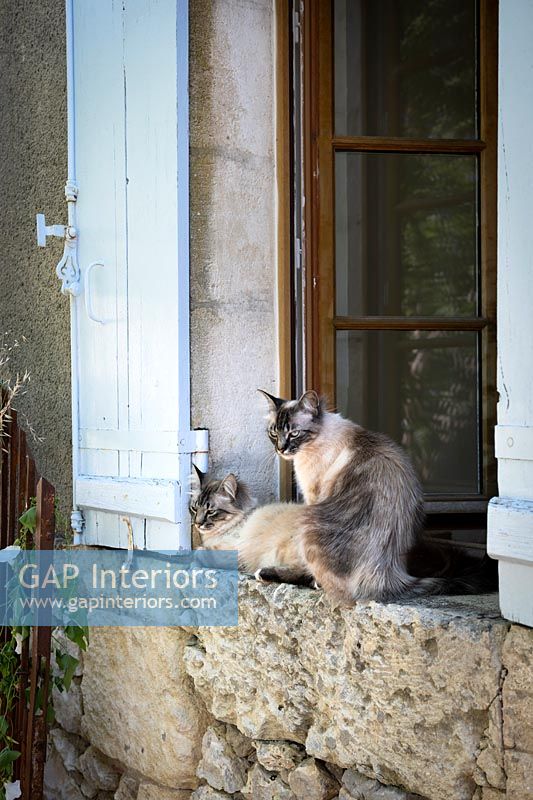 Pet cats on stone windowsill, exterior of country house, summer. 