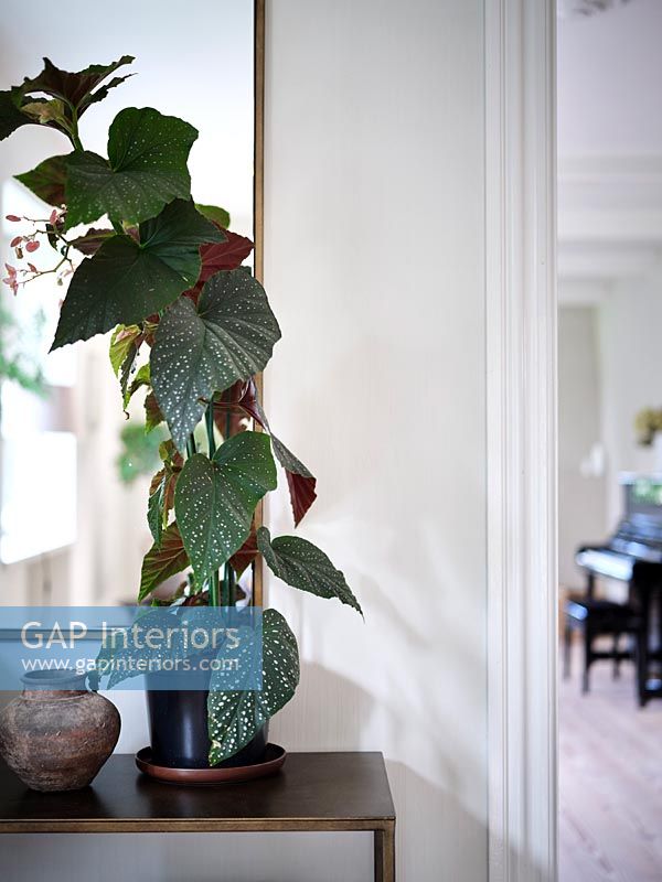 House plant on console table 