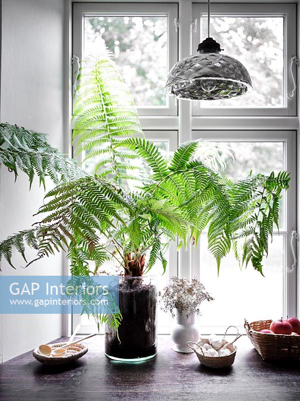 Vase with ferns in the window