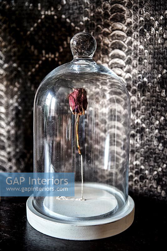 Dried single red rose - flower in glass display case 