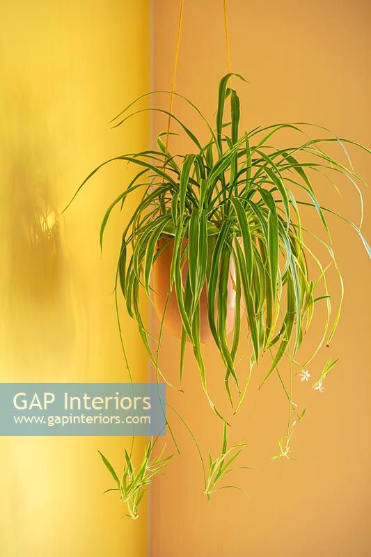 Spider plant in hanging pot against yellow painted walls 