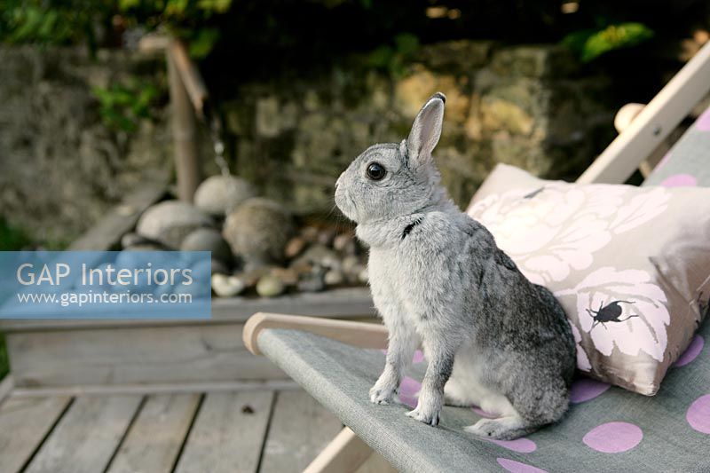 Grey rabbit sat on garden deck chair 