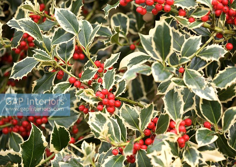 Winter holly and berries 
