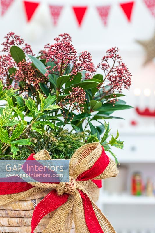 Christmas table decoration planted with Skimmia and Holy adorned with red ribbon and hessian bow 