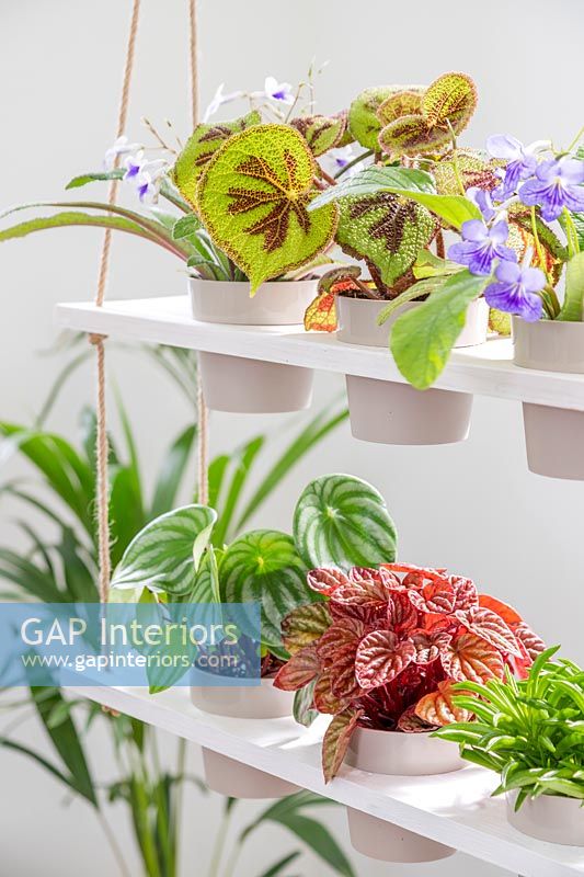 Tiered shelving unit with mix of houseplants