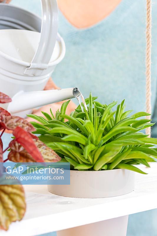 Woman watering houseplant in hanging shelving unit
