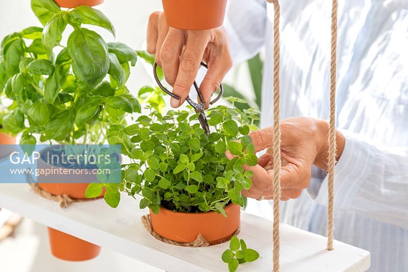 Woman cutting potted herbs with scissors