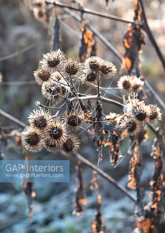 Plant seedheads in winter 