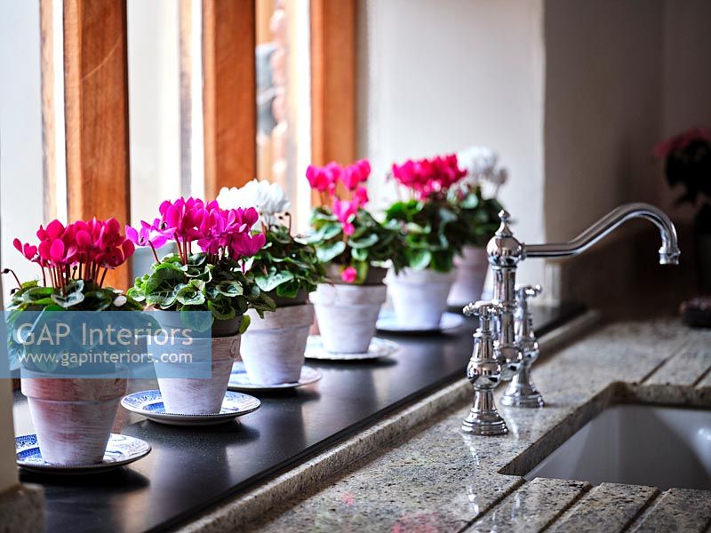 A row of potted cyclamens on windowsill 