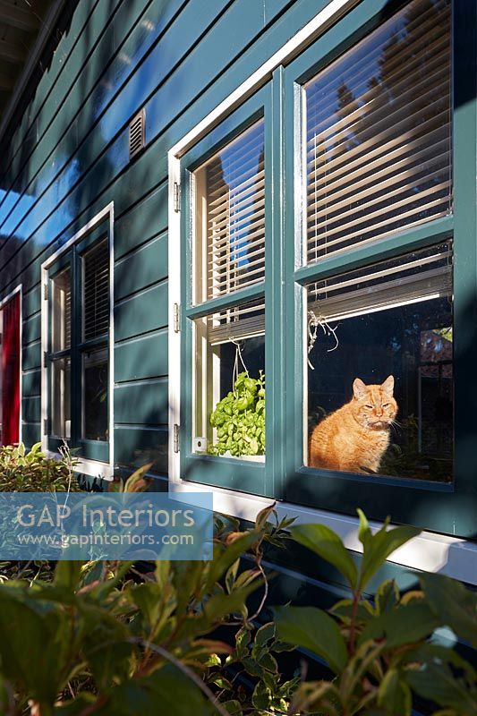 Pet cat seen through window of painted wooden cottage 