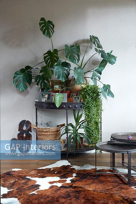 Houseplants on small black metal console table