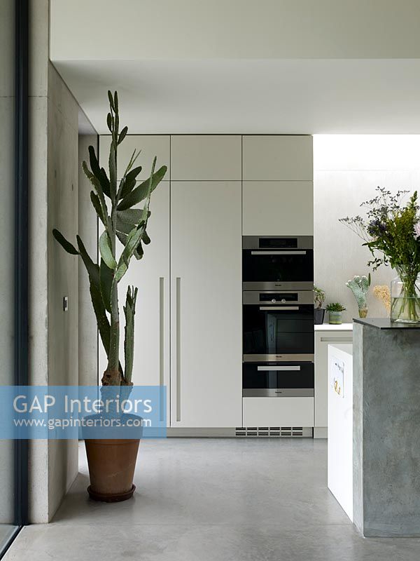White contemporary kitchen with large potted cactus 