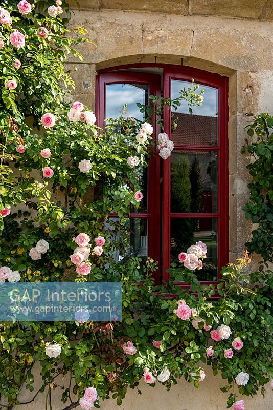 Pink roses growing around exterior of country house window in summer 