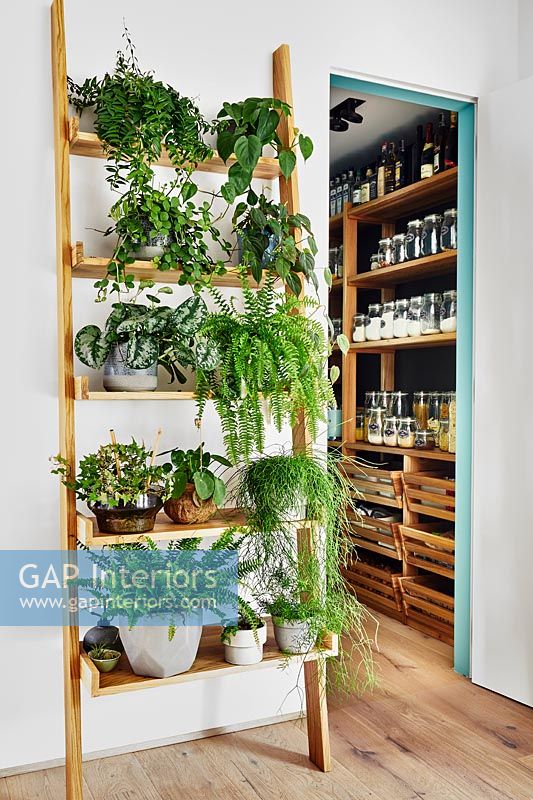 Ladder shelving filled with houseplants 