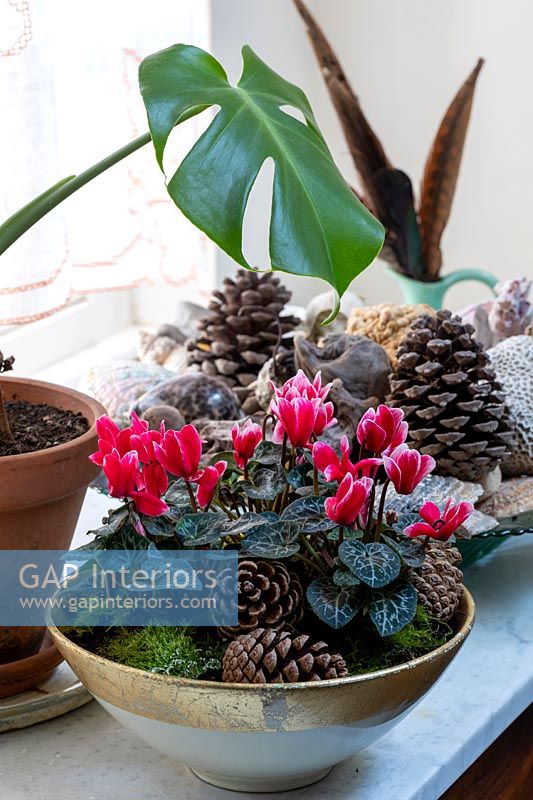 Pink flowering cyclamen plant surrounded by pine cones in gold bowl 