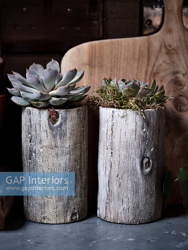 Succulents planted into wooden logs - detail 