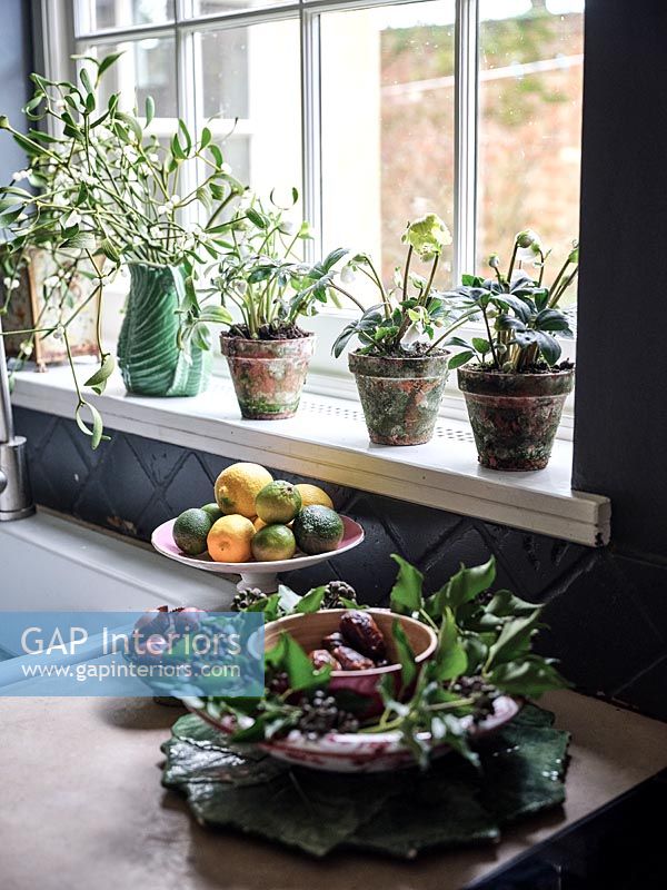 Detail of plants on windowsill in kitchen 