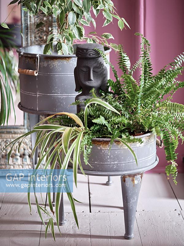 Display of houseplants in quirky containers