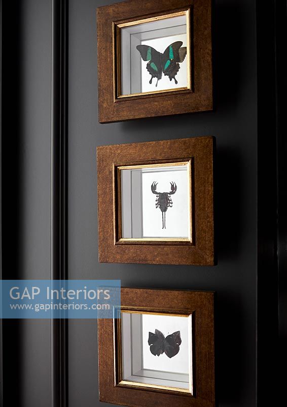 Insects in frames on black wall 