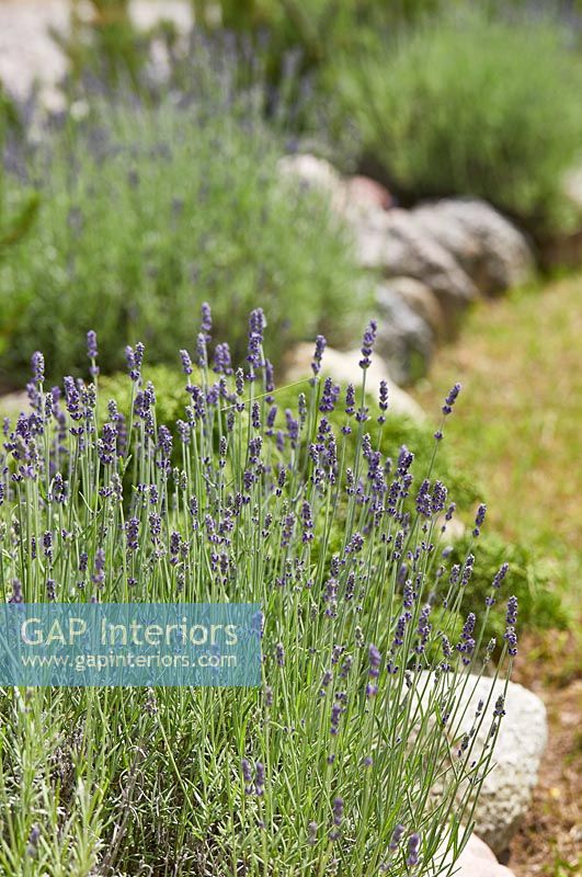 Detail of lavender in flowerbed 