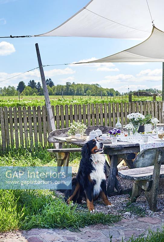 Pet dog by outdoor dining table under shade sails 