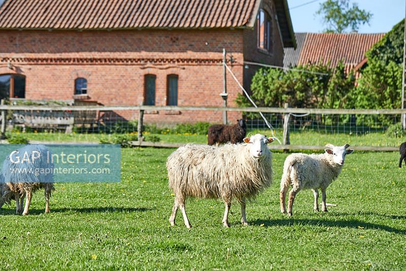Sheep in farmyard 