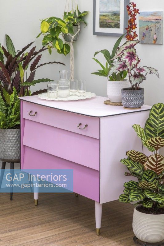 Finished set of drawers painted dusty pink with drawers in different shades - ombre paint effect, surrounded with a mix of houseplants