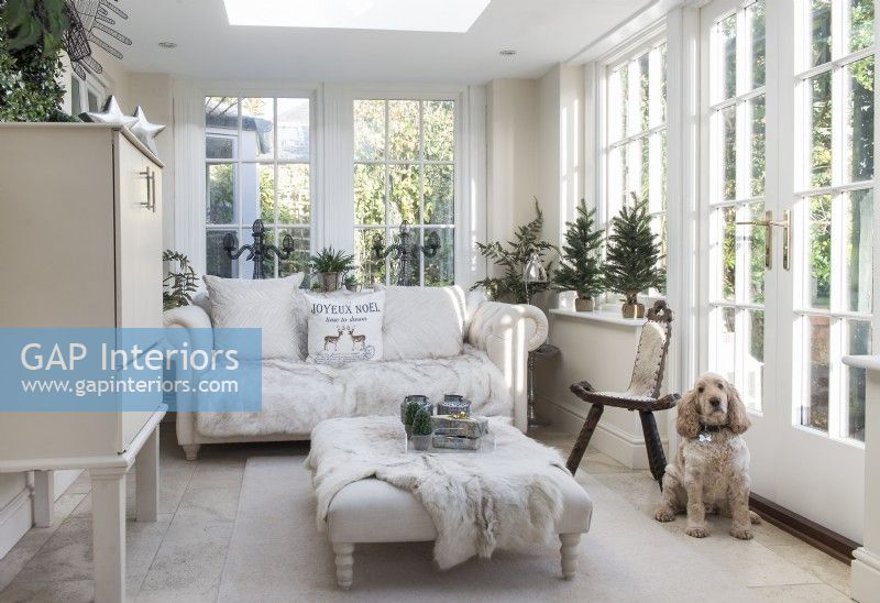 Pet dog in snug living space in conservatory