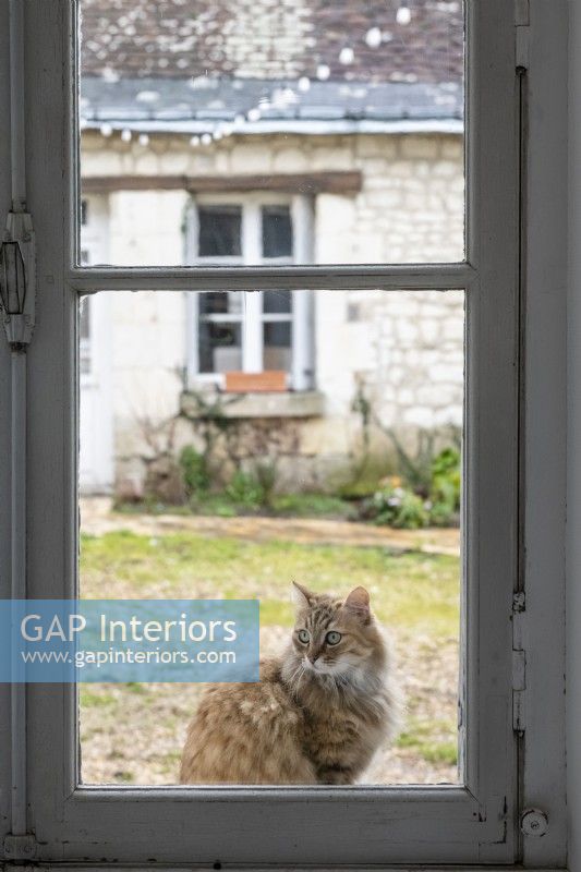 Pet cat looking in through glass door