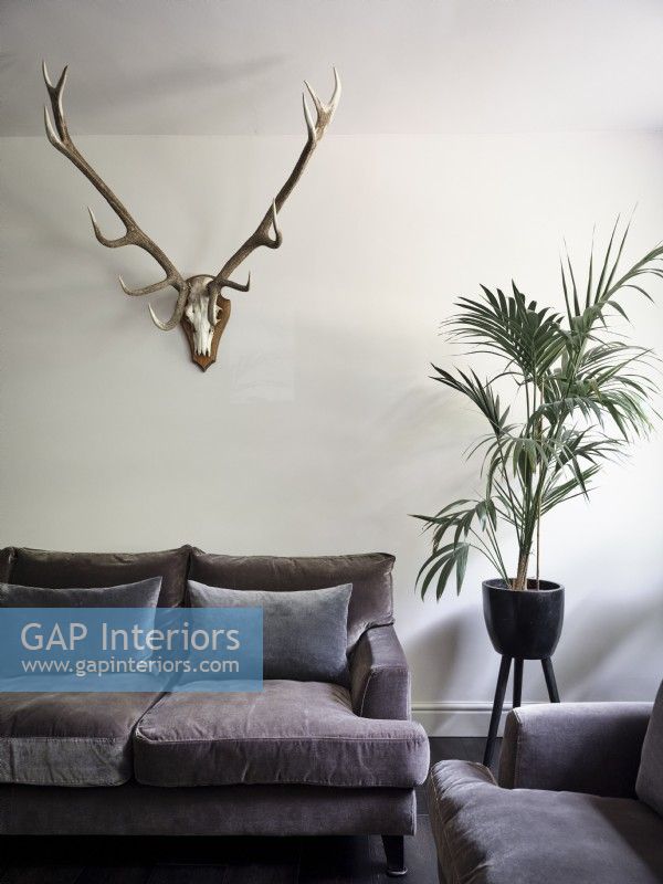 Wall mounted antlers and house plants