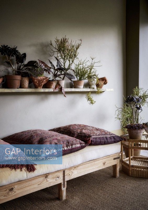 Patterned cushions on low sofa with shelf full of houseplants