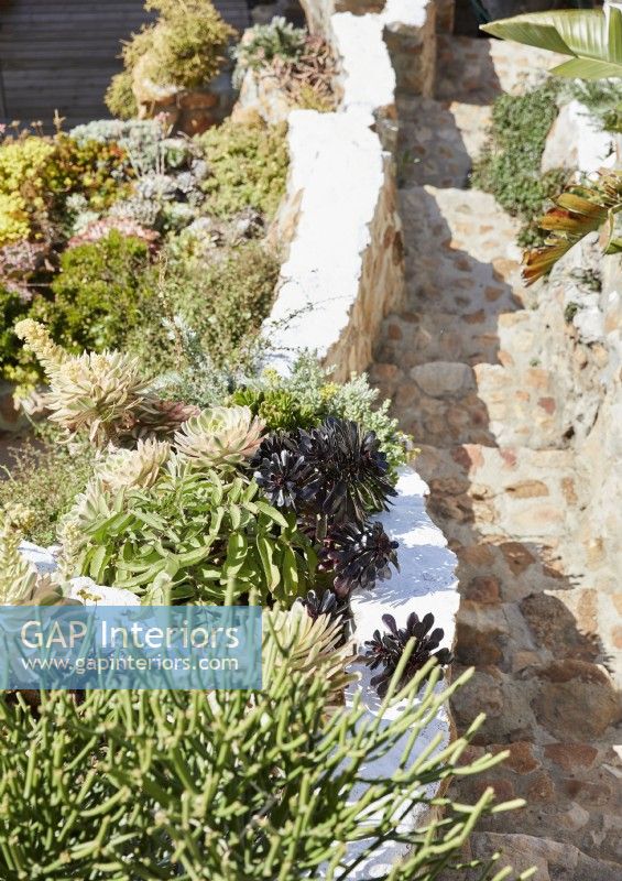 Succulents growing on stone wall in exotic garden