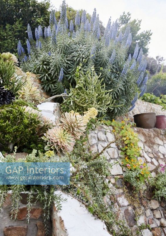 Succulents growing on stone wall in country garden