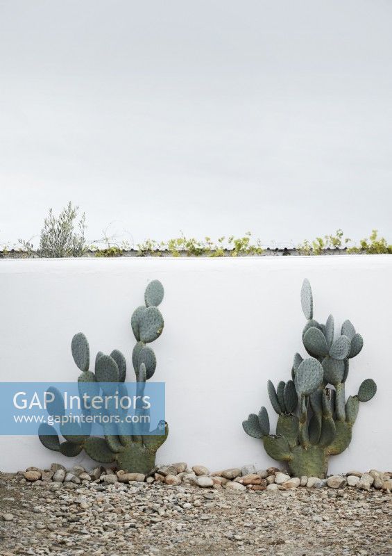 Cacti against white wall in country garden
