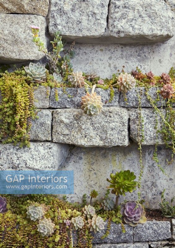 Detail of succulent plants growing on stone wall