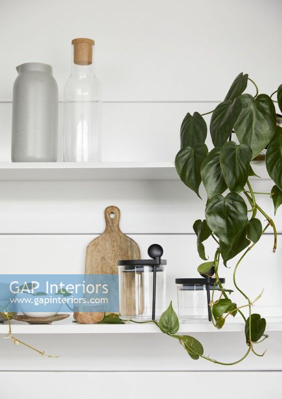 Green houseplant on white kitchen shelf