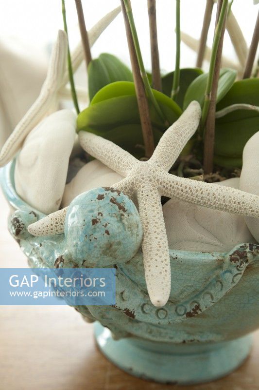 Filled with an orchid, starfish and sand dollars, a ceramic container makes a a cultural centerpiece  anywhere it is placed.