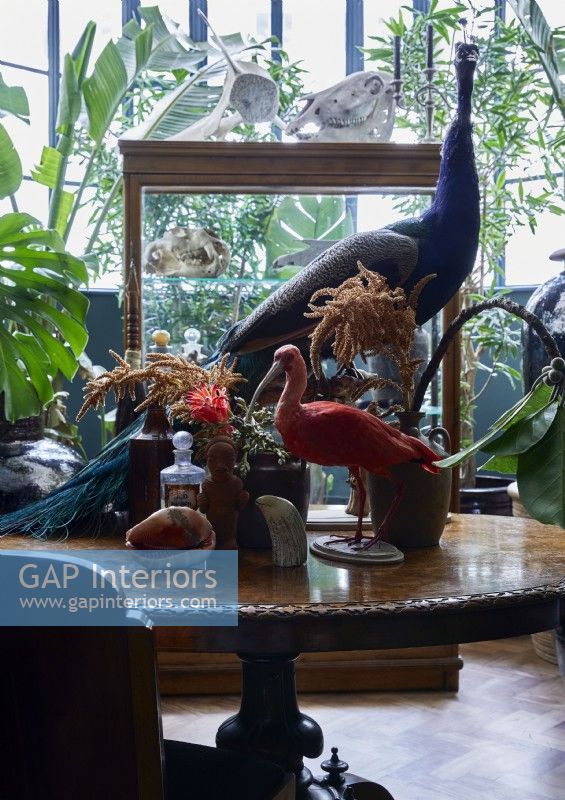 Display of taxidermy birds and animal skulls on antique table
