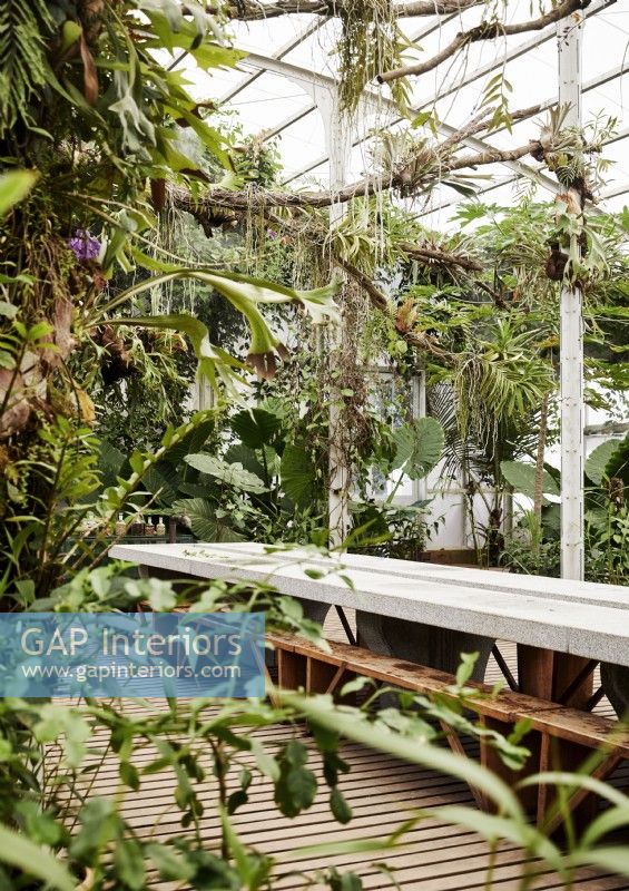 Long concrete table and wooden benches in glasshouse
