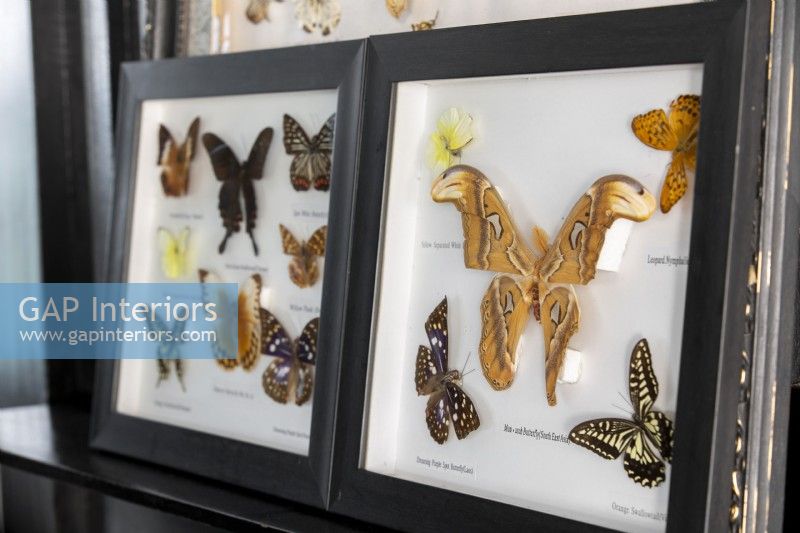 Detail of butterflies in frames