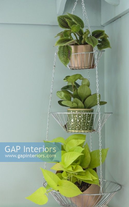 A tiered hanging vegetable basket is repurposed as a plant holder.
