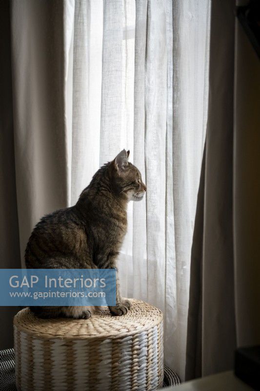 Pet cat sitting on basket looking out of window through linen curtains