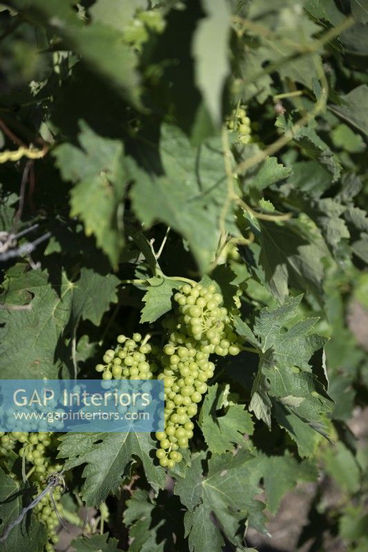 Detail of grapevine with young grapes developing