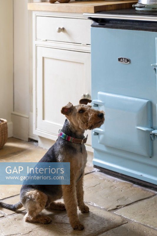 Pet dog in country, Kitchen with blue Aga behind