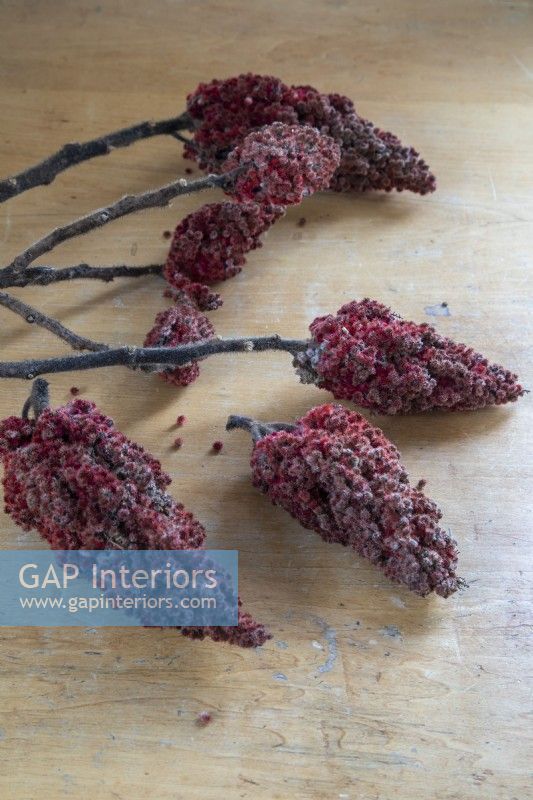 Detail of deep red flowers on branches - picked or foraged
