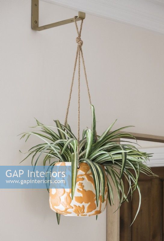 Hanging house plant in orange and white decorative pot