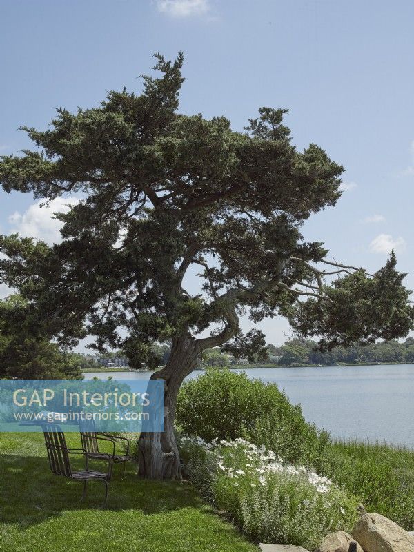 Seating in the shade of a Cedar tree on an inlet in Sag Harbor