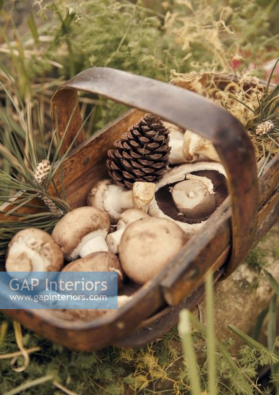 Wooden trug of foraged mushrooms and pine cones
