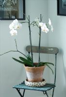 Boonshill Farm, East Sussex. Interior of landing with old wooden folding chair with white orchid in container. 